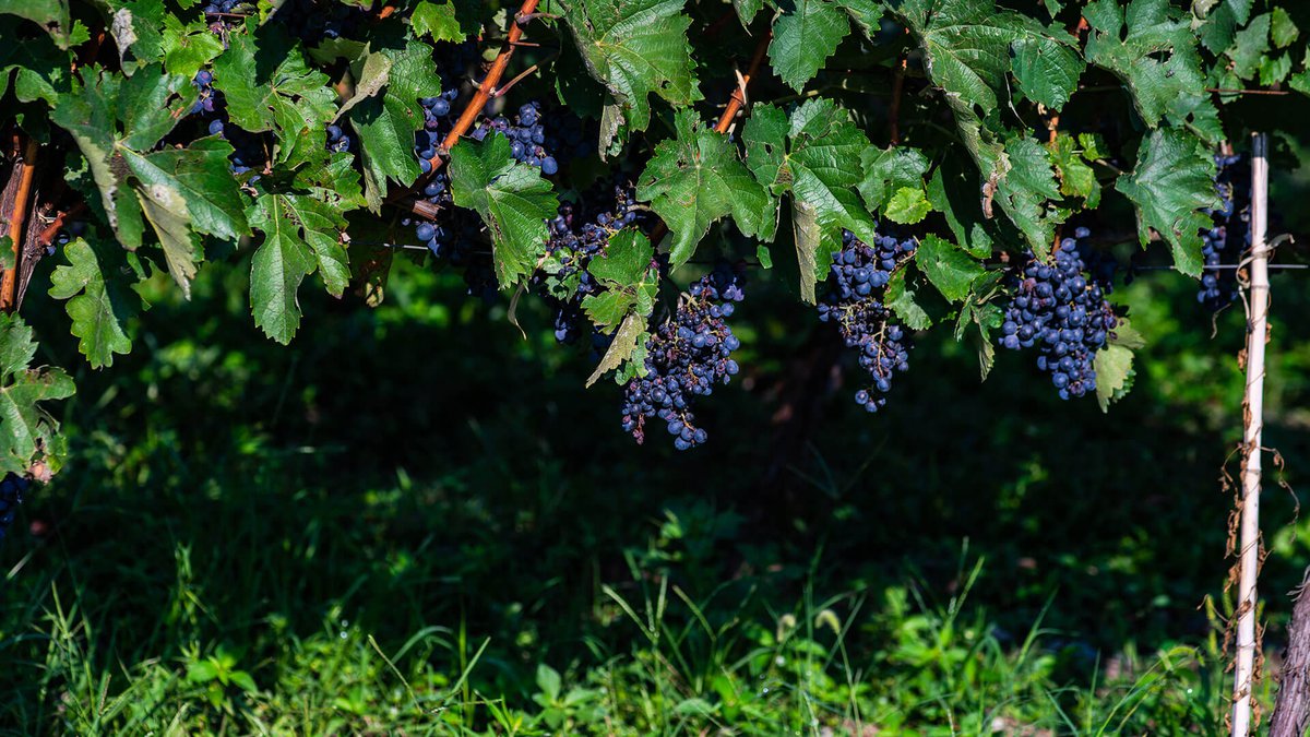 Виноградник в Грузии