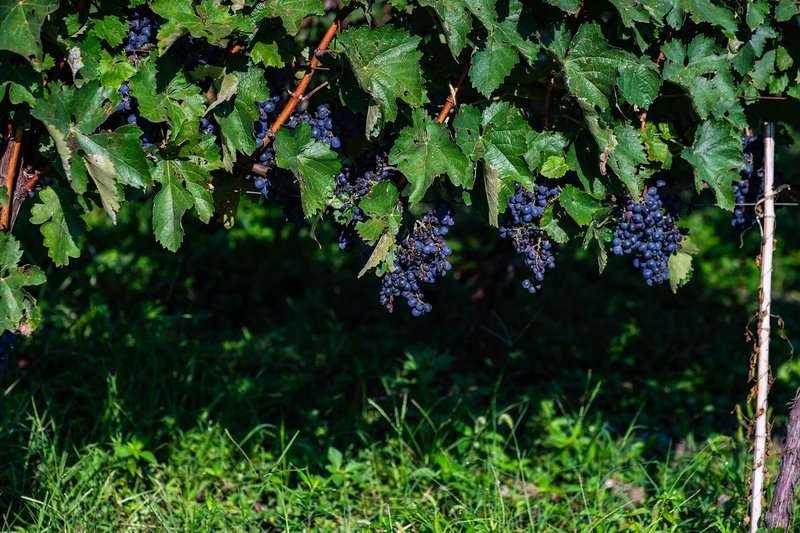 lopota vineyard wine region georgia kakheti