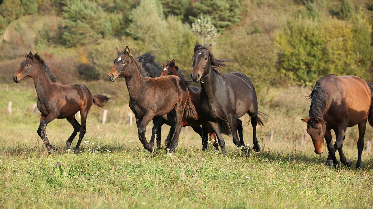 Кобардинская порода лошадей в Грузии
