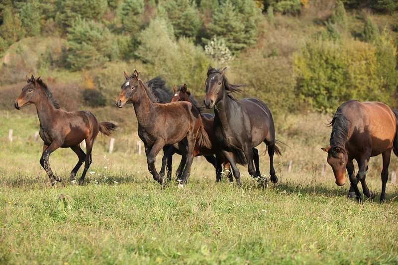 Kabardian horse breed in Georgia