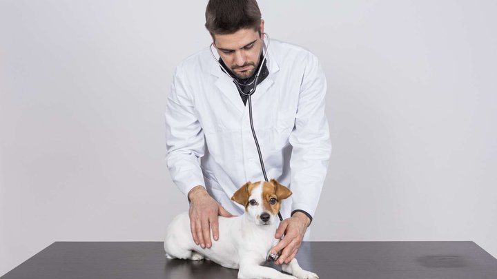 X-ray for pets