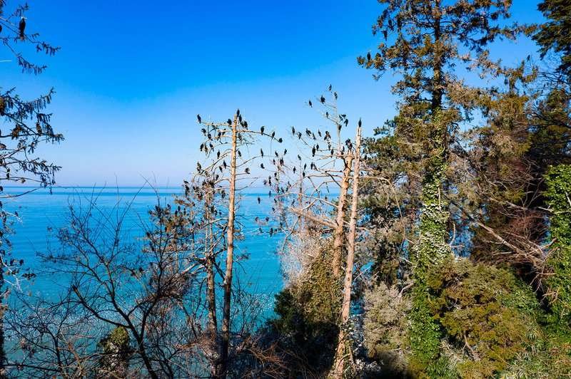 migratory-birds-Georgia