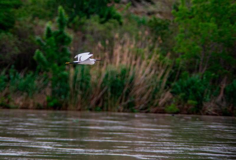 migratory-birds-Georgia