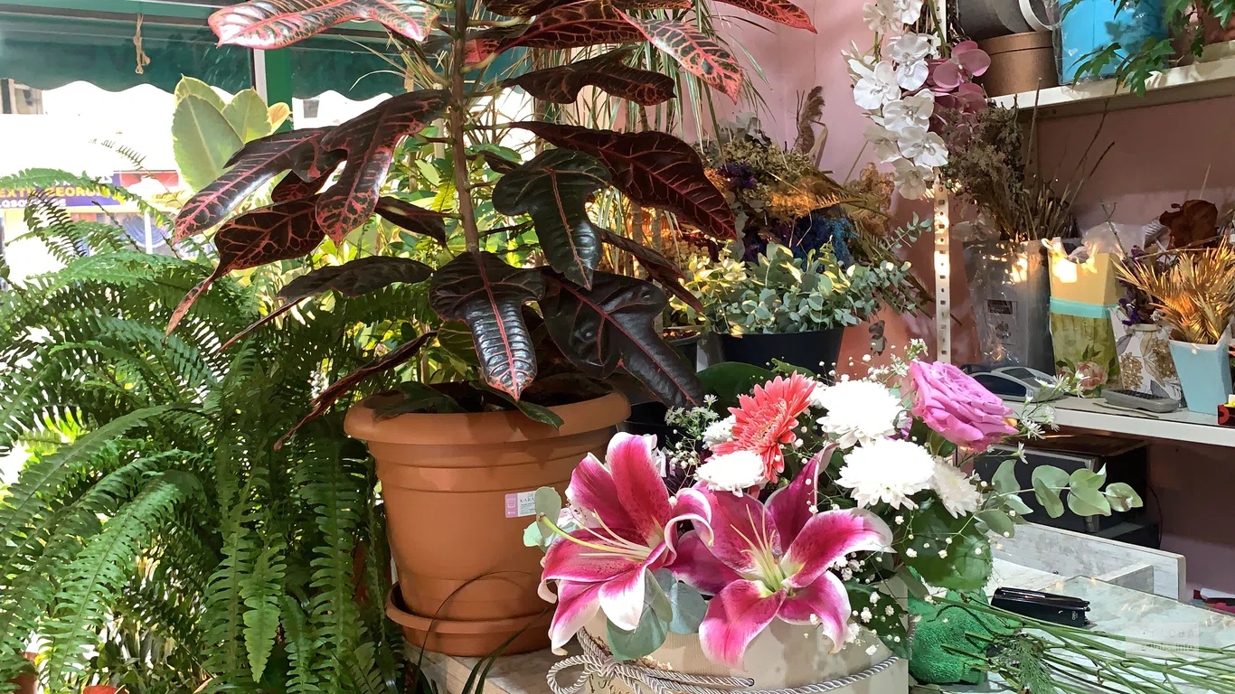 Комнатные растения в цветочном магазине Милан