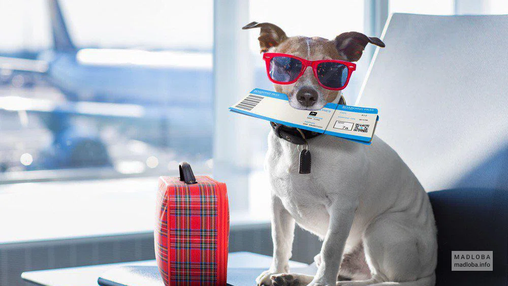 Issue an international certificate to pet owners for departure