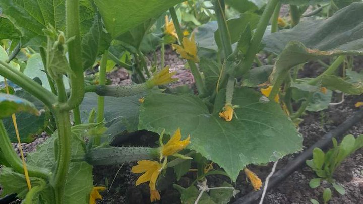 Greenhouse production