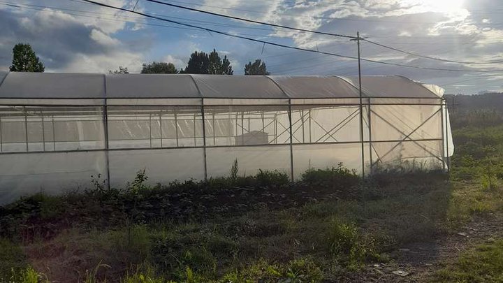 Greenhouse production