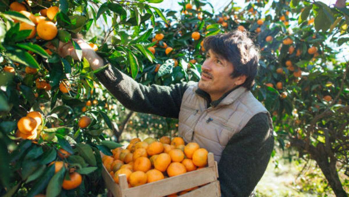 Популярные местные и импортные плоды: что растет в Грузии?