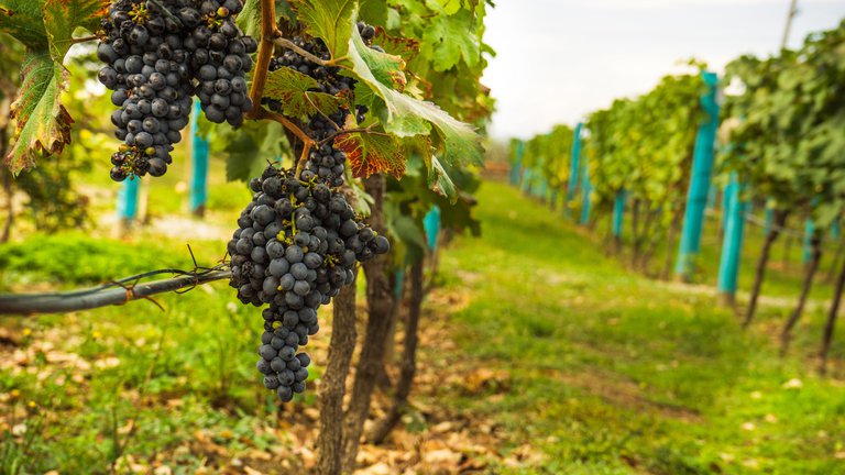 Подготовка к Ртвели-2023: Грузия субсидирует виноградарство