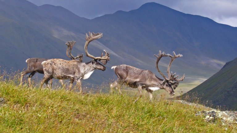 Поголовье благородных оленей в Национальном парке Грузии возросло