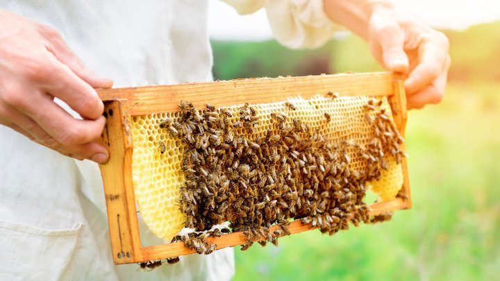 Натуральный мед от производителя Dighomi 2020