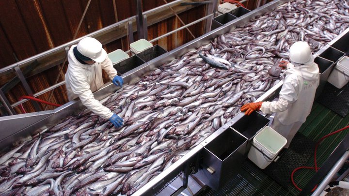 Производитель свежемороженой и соленой рыбы Alaska