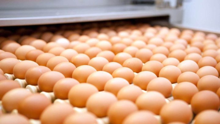 Производитель яиц и мяса птицы Anago