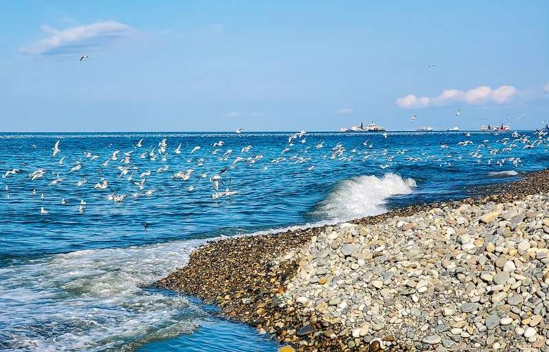 Birds in Batumi