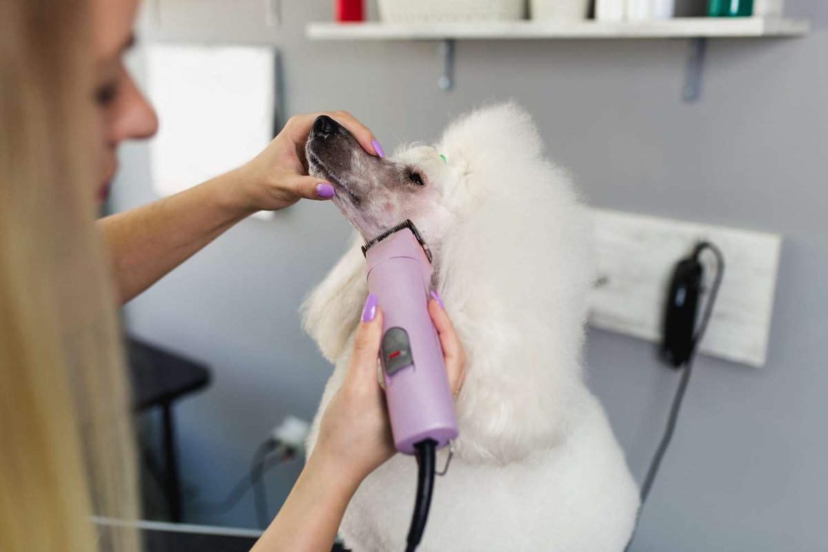 pudel_v_gruming_salone.original