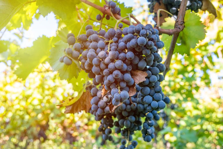 Georgian Vine
