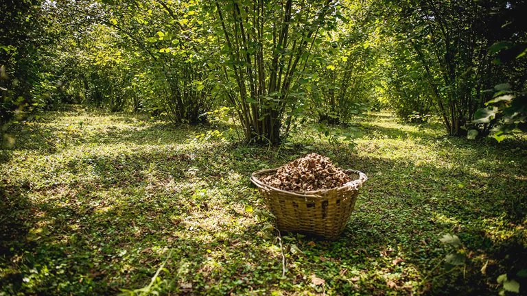 Грузия замыкает тройку лидеров производителей лесного ореха, уступив место Турции и Италии.