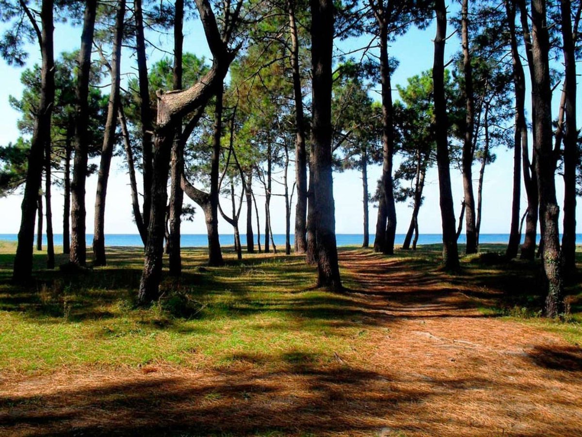 shekvetili-02.original