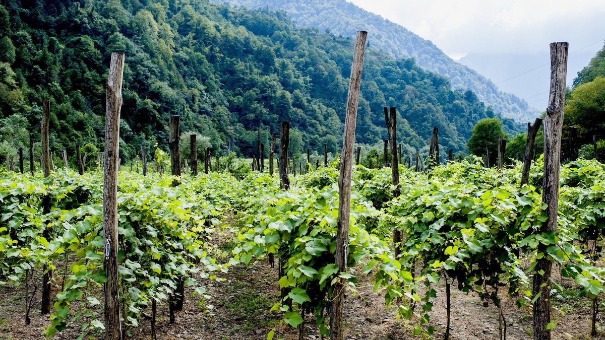 Зеленые виноградники Грузии