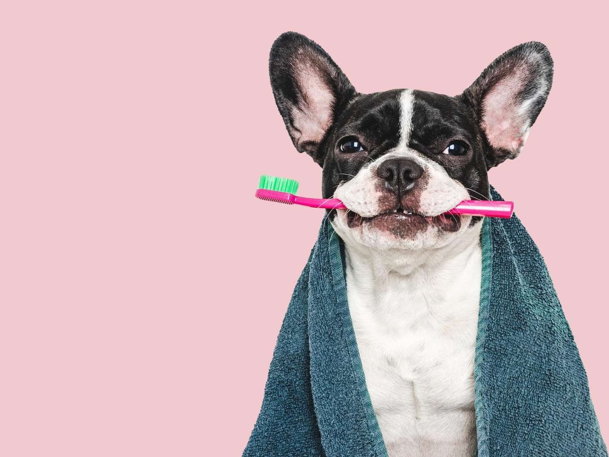 sobaka_v_polotentse_derzhit_zubnuyu_shchetku.original