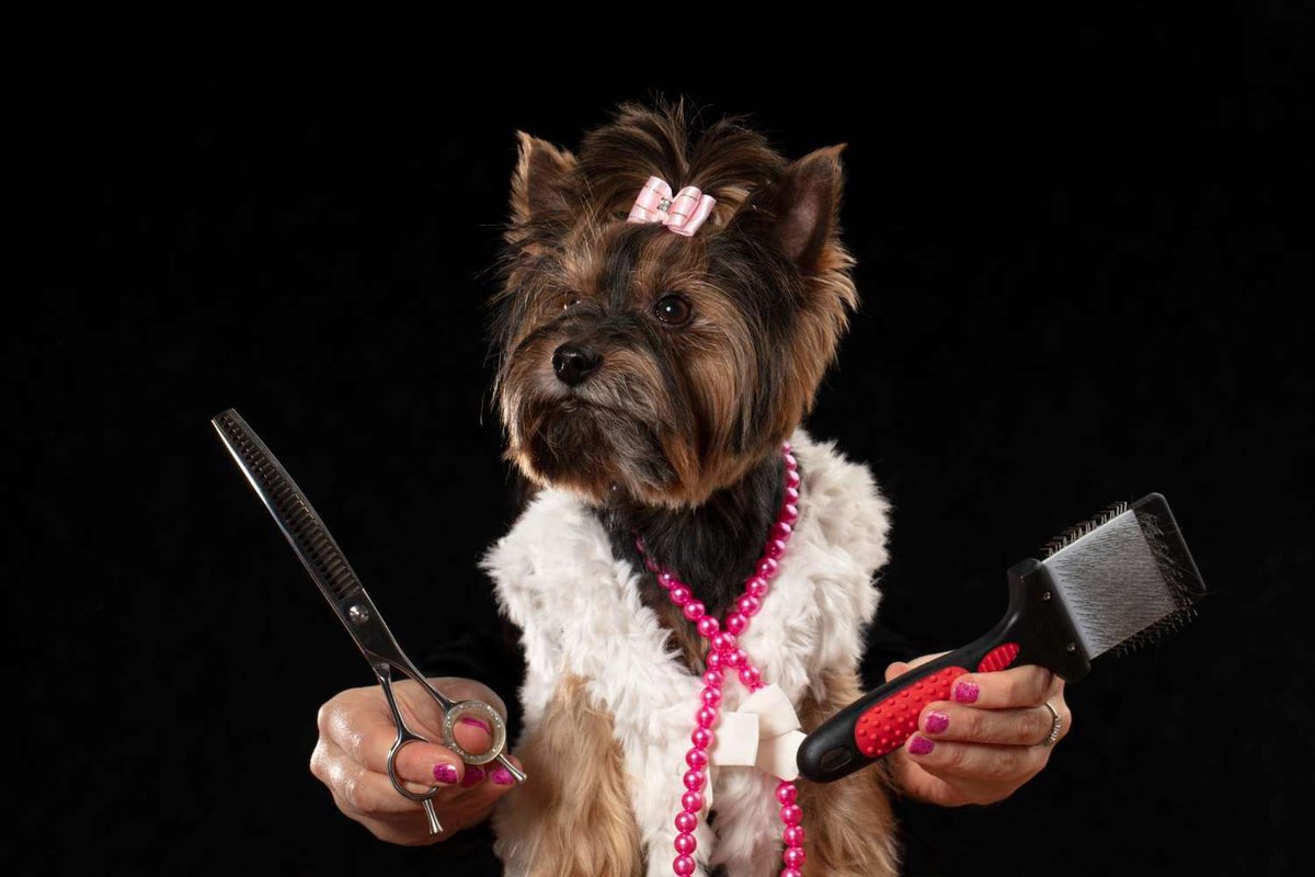 sobaka_v_salone_krasoty_dlya_zhivotnykh.original