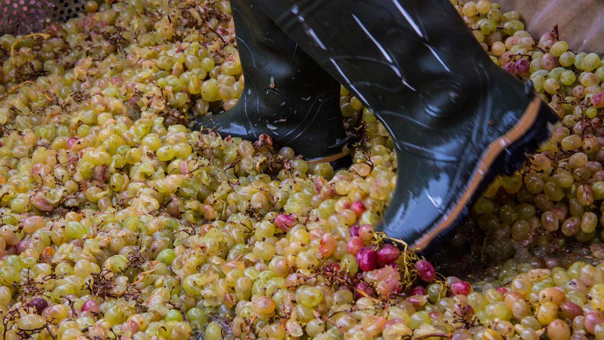 Давка винограда ногами в специальном корыте – сацнахели