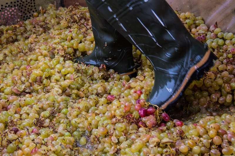 Crushing grapes with feet in a special trough – satsnakheli