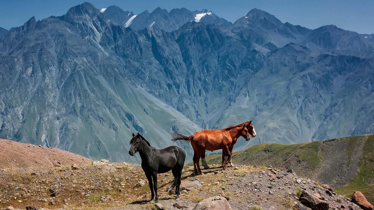 Лошади в горах Грузии
