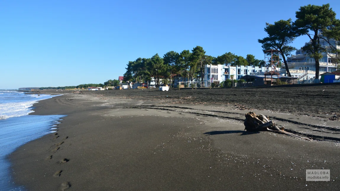 Песчаный пляж вдоль сосновой рощи