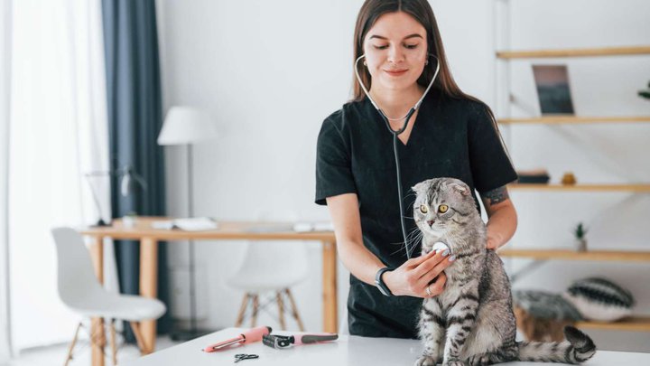 Ветеринар по вызову