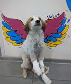 ვეტექსი