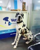 ვეტლაიფი