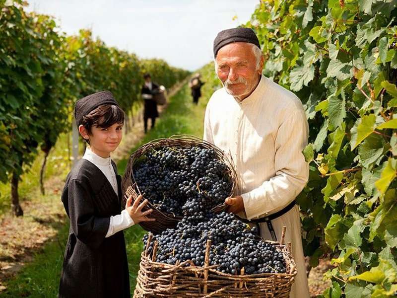 vinodelie