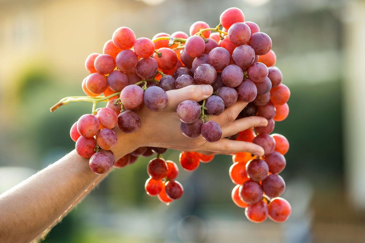 grapes on the hand