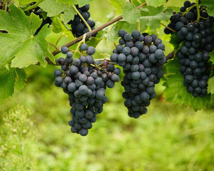 виноград.jpg