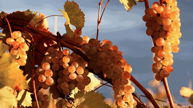Виноградари Кахети собрали урожай больше 40 миллионов лари