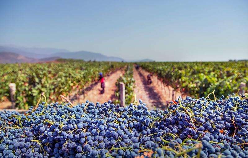 harvesting in the vineyard