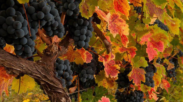 Виноград для вина в Continental