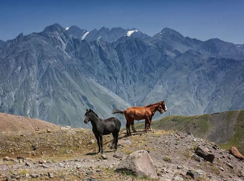 Horses in the mountains