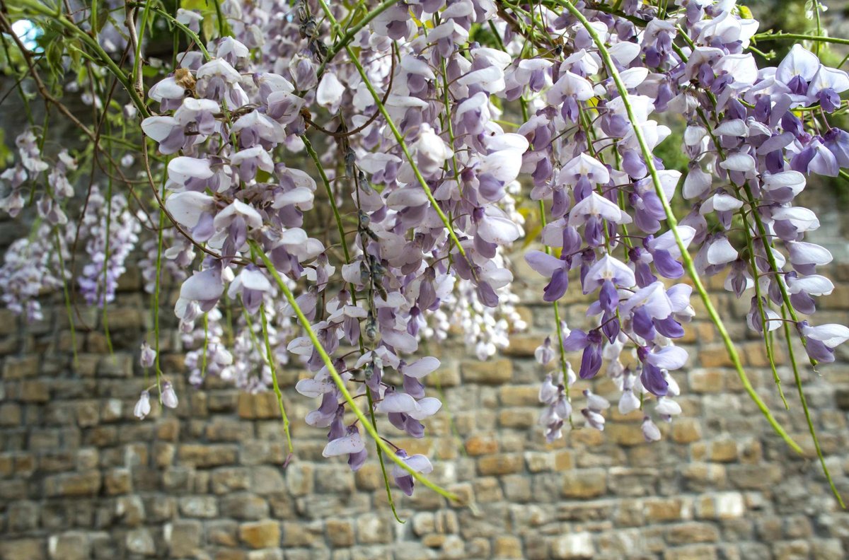 wisteria-flowers.original