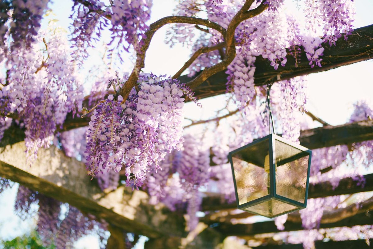 wisteria.original