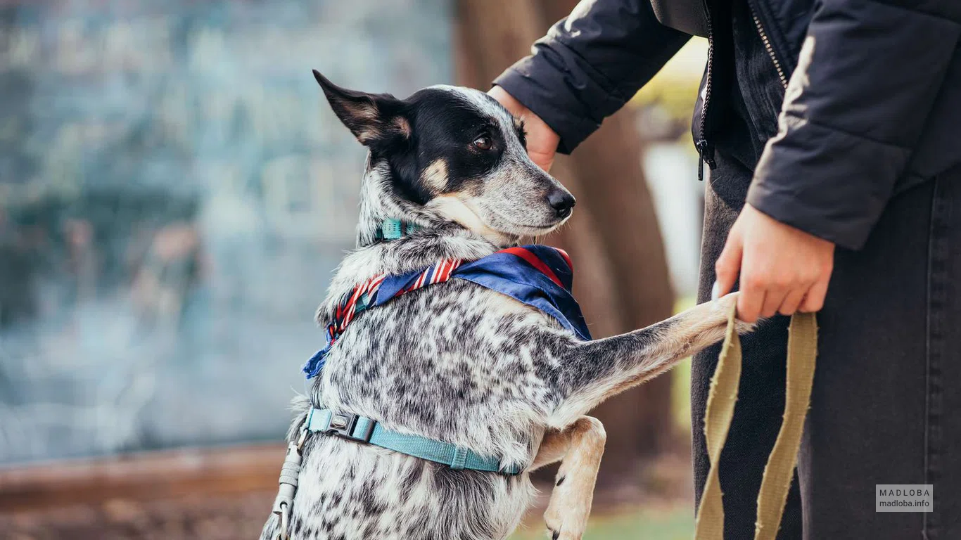 Cynological Federation of Georgia (FCG)